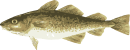 Image of a Atlantic Cod