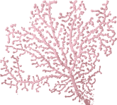 Image of a Bubblegum Coral