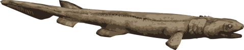 Image of a Frilled Shark