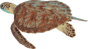 Image of a Green Sea Turtle