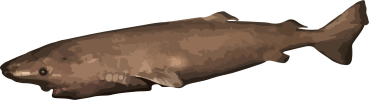 Image of a Greenland Shark