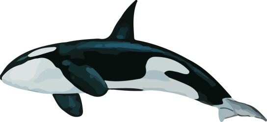 Image of a Killer Whale