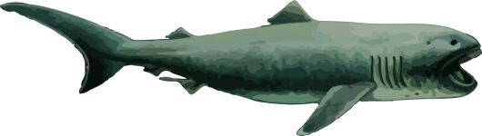 Image of a Megamouth Shark
