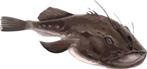 Image of a Monkfish