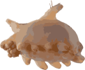 Image of a Sea Pig