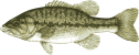 Image of a Spotted Bass
