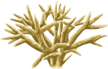 Image of a Staghorn Coral