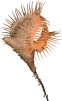 Image of a Venus Flytrap Sea Anemone