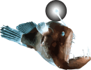 Image of a Anglerfish