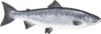 Image of a Atlantic Salmon