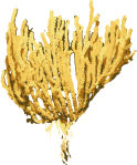 Image of a Bamboo Coral