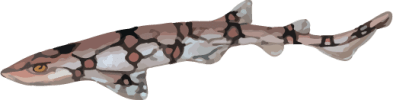 Image of a Chain Catshark