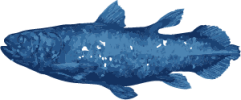 Image of a Coelacanth