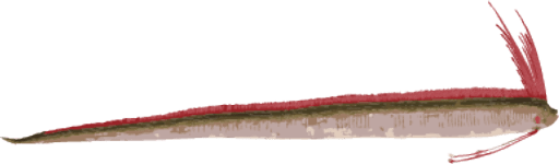 Image of a Giant Oarfish