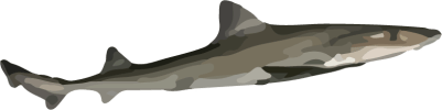 Image of a Gummy Shark