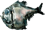 Image of a Hatchetfish