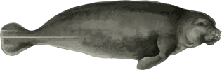 Image of a Manatee