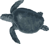Image of a Olive Ridly Sea Turtle