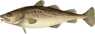 Image of a Pacific Cod