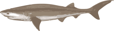Image of a Sixgill Shark