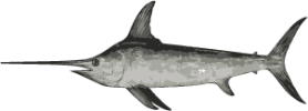 Image of a Swordfish